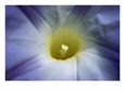 A Close View of a Heavenly Blue Morning Glory Flower