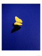 Lone Butterfly