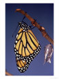 Monarch Butterfly and Chrysalis