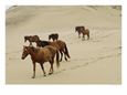 A Group of Wild Horses in the Dunes of Sable Island
