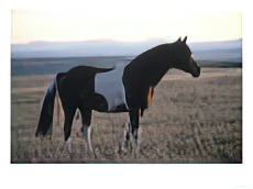 Appaloosa Horse