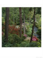 Garden Sloping Down to Stream with Bridge Pinus, Rhodedendron, Azalea, Bodnant, Wales