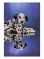 Dalmatian Puppy and its Reflection