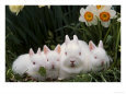 Netherland Dwarf Rabbits
