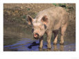Pig Standing in Water