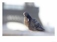 Pigeon at Eiffel Tower, Paris, France