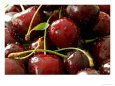 Cherry, Close-up of Red Fruits with Stalks and Covered in Water Drops