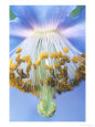 Blue Poppy