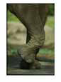 An Elephant at the Cincinnati Zoo