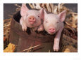 Mixed-Breed Piglets in a Barrel