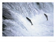 Sockeye Salmon Spawning, Katmai National Park, AK