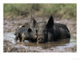 Pig and Piglet in Mud Puddle