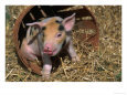 Piglet