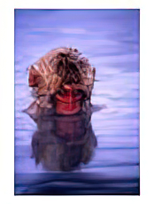 Baby Japanese Macaque (Snow Monkey) Bathing in Natural Hot Springs