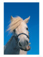 Miniature Horse, Chewing