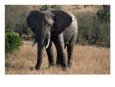 Elephant (Loxodonta) Mara Game Reserve, Kenya