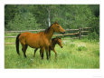 Horse and Foal