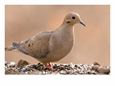 A Mourning Dove (Zenaida Macroura) in Lincoln, Nebraska