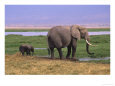 Kenya, Amboseli National Park, Elephant with Offspring