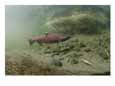 A Chinook Salmon Fish, Also Known as King Salmon, Swims Upstream to Spawn