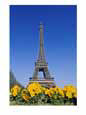 Eiffel Tower and Yellow Pansies