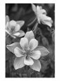 Columbine (Aquilegia Coerula), CO