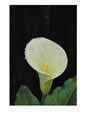 Water Droplets on a Calla Lily