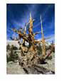 View of a Gnarled Bristlecone Pine Tree
