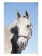 Close-up of Lipizzan, Wadsworth, IL