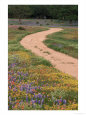 Dirt Road with Wildflowers, Texas