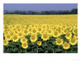Sunflower Field, KS