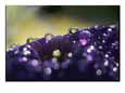 A Close-up of Water Droplets on a Purple Flower