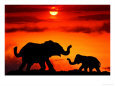 Adult and Young Elephants, Sunset Light