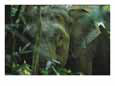 A Close View of an Asian Elephant Peering Through Jungle Brush