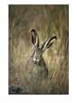 A White-Tailed Jackrabbit Sits in Tall Grass