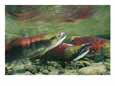 Hook-Jawed and Determined, a Male Sockeye Salmon in the Upper Kennedy River