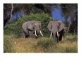Two Elephants