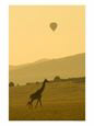 A Masai Giraffe with a Hot Air Balloon Overhead (Giraffa Camelopardalis)