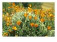 California Poppies Surround a Prickly Pear Cactus