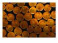 A Close View of Red Salmonfish Eggs