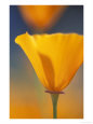Blooming Flower