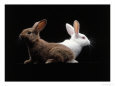 White and Brown Rabbit