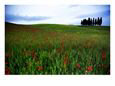 Poppies in a Wheatfield