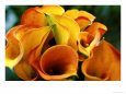 Calla Lily