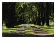 An Unpaved Road Runs Between Two Rows of Trees