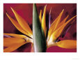 Bird of Paradise Flower