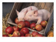Mixed Breed Piglets in Apple Cart