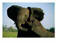 A Young Elephant Wraps its Trunk Around a Friend