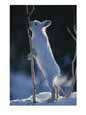 Snowshoe Hare Feeding on the Bark of a Twig