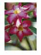 Close View of a Tree Blossom